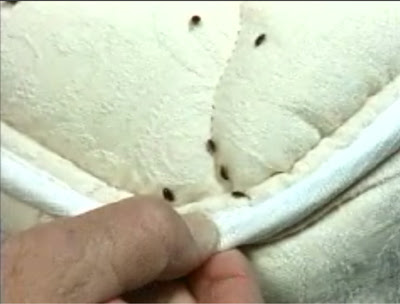 http://t4toby.files.wordpress.com/2008/03/bedbugs.jpg