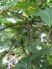 Papaya at US Botanic Garden