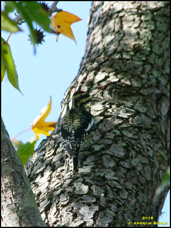 Yellow-bellied Sapsucker Yellow-bellied Sapsucker