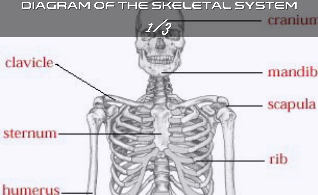 Diagram Of Bones In Neck And Shoulder - Labeled Anatomy Chart Of Neck