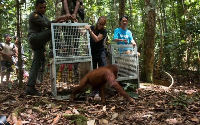 grantnsaipan Taman Nasional Kalimantan Orang Utan