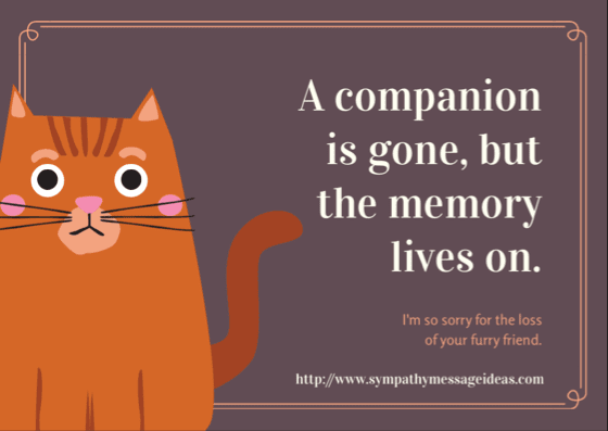 What To Say To Someone Who Lost A Pet Cat - PetsWall