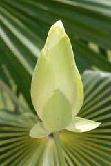 Lotus Flower Bud