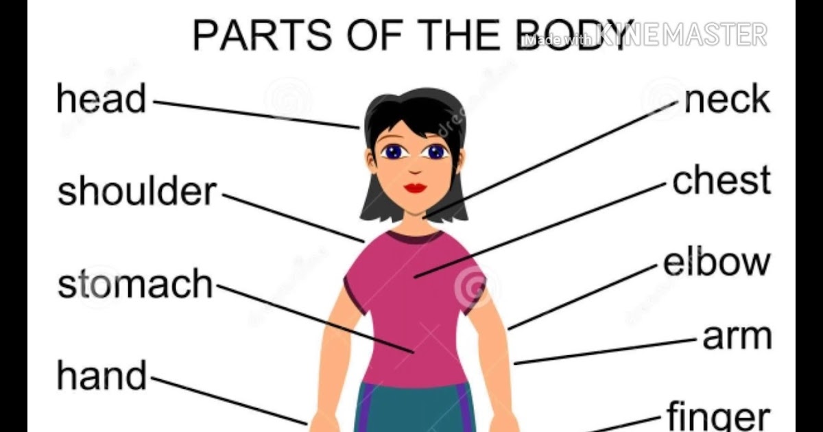 14 El Cuerpo Humano Con Sus Partes En Ingles Y Espaã±ol Simple Perfecto