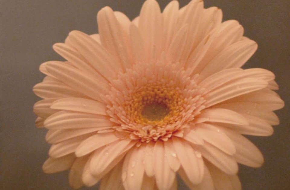 最新iphone ピンク の ガーベラ 待ち受け 最高の花の画像