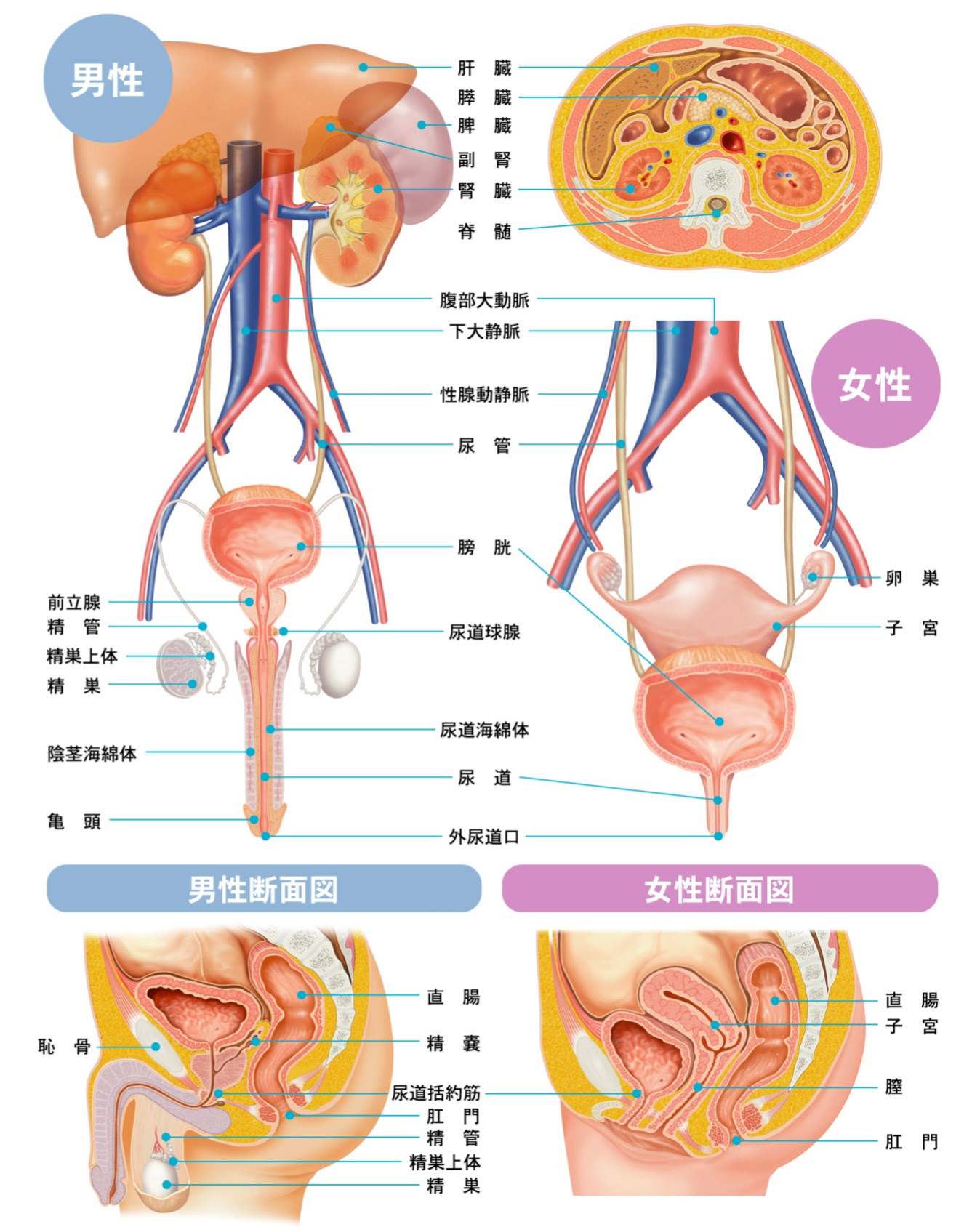 【印刷可能】 女性 の 尿道 画像 141874