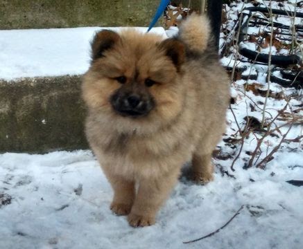 punkt kjole defekt Pomeranian Mixed Breed Puppies For Sale - Pets Lovers