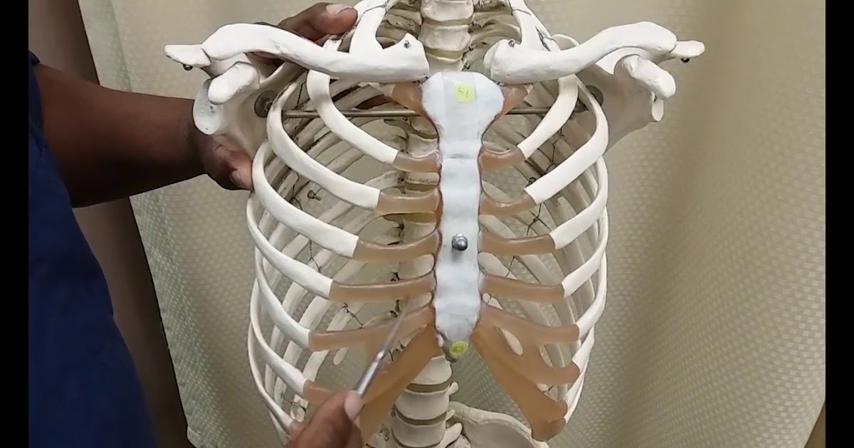 Anatomy Under The Right Rib 14 Causes Of Pain Under Right Rib Cage