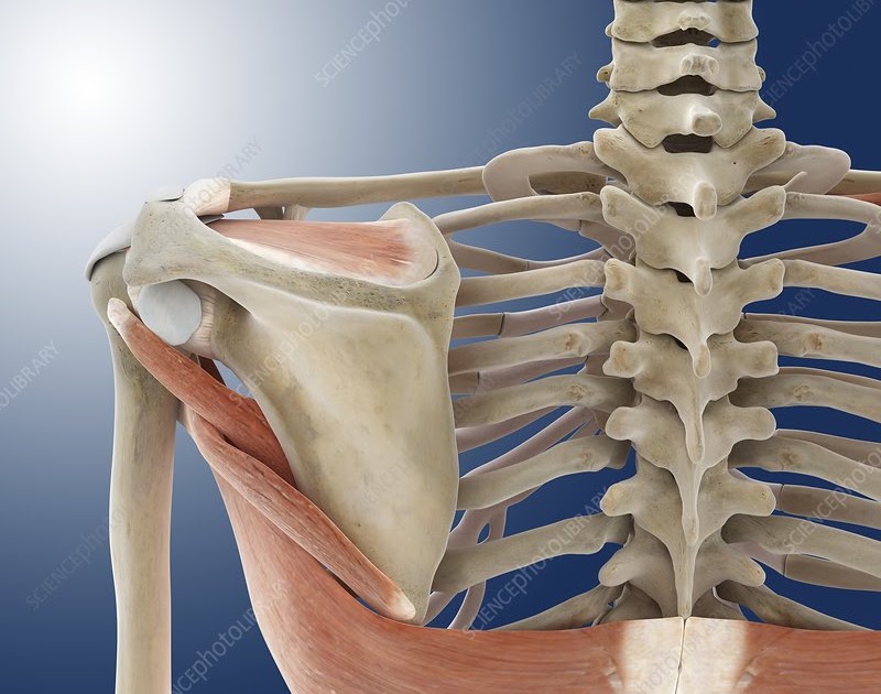 Upper Back Anatomy - Low Back Pain or Lumbago|Anatomy, Causes, Symptoms