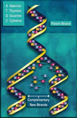 Parent and complementary strands of DNA during replication
