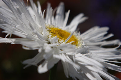 White Flower @ Hampton Court Flower Show