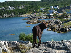 Tate in Newfoundland