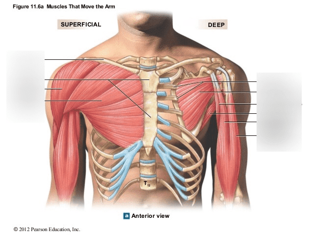 Shoulder Muscles Diagram - 8 Muscles Of The Shoulder Simplemed Learning