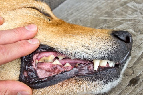 Abszess Beim Hund Wann Platzt Er Auf