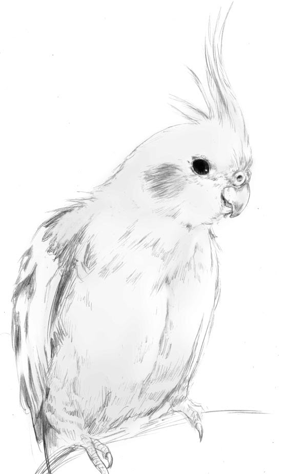 かわいい動物画像 最高のオカメインコ イラスト 白黒