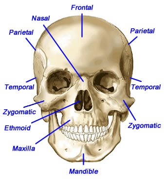 Anatomy: Bone