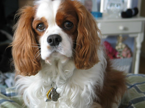 doggy.