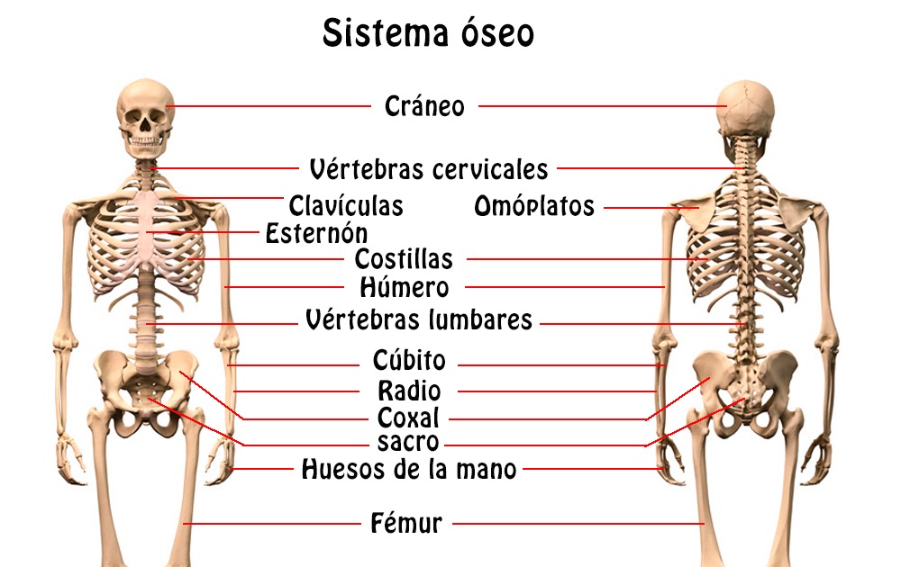 Huesos de la mano nombres