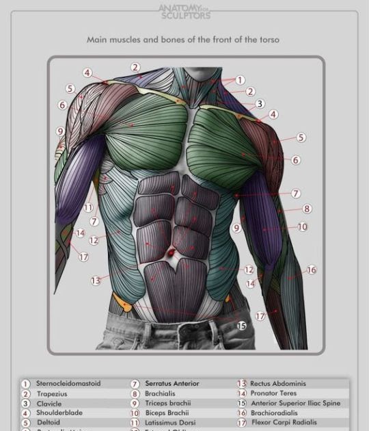 Torso Anatomy Diagram : Surface anatomy - Wikipedia / This diagram