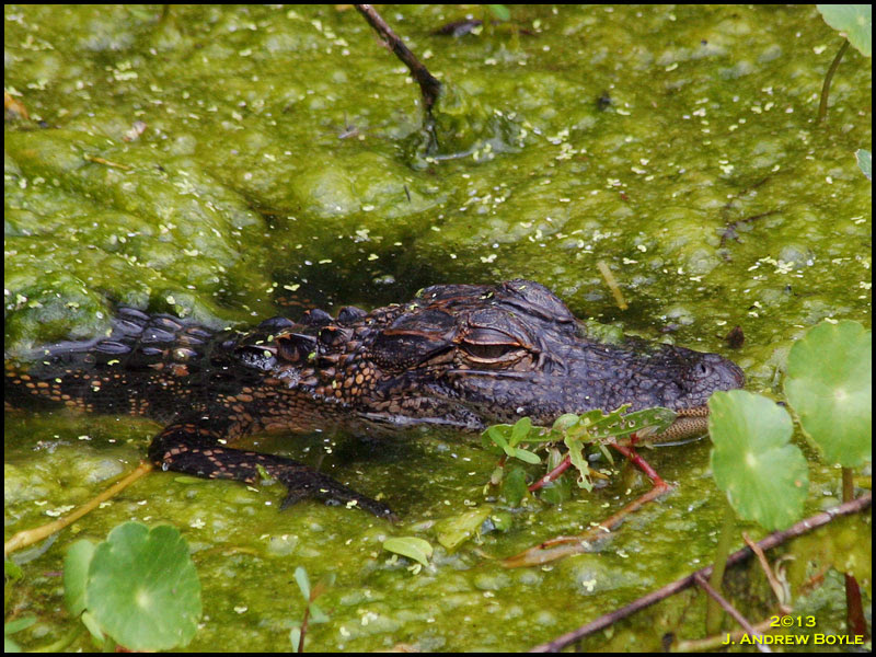 American Alligator American Alligator