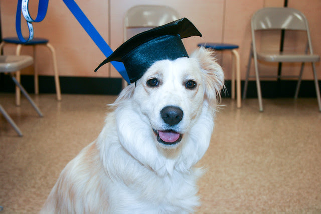 Cidney PetSmart Beginner Education Graduation