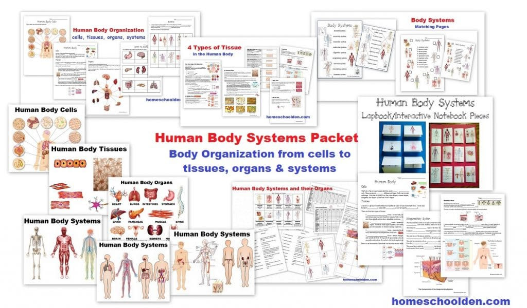 life-activities-and-body-systems-worksheet-answers-support-worksheet