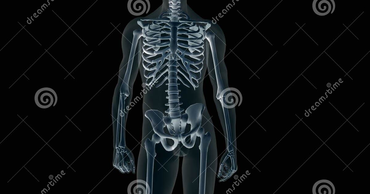 Male Body Where Ar The Parts - Anatomy Human Body Organs Male Human