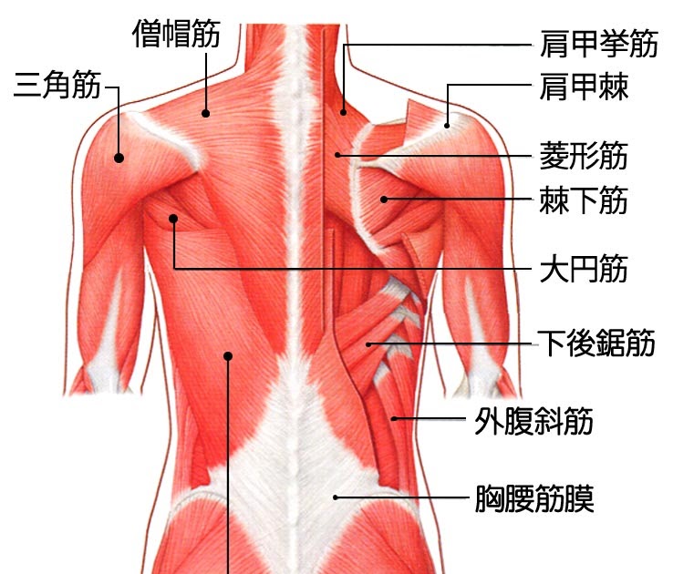 背中 痛み 場所 図