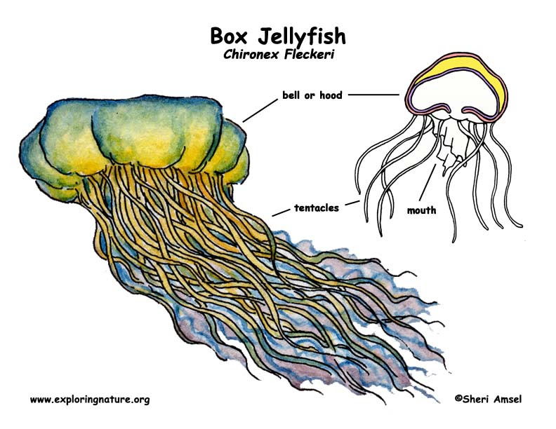 14+ Labeled Jellyfish Parts Background | scenesfamemfory