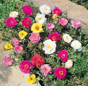 http://fichas.infojardin.com/foto-crasas/portulaca-grandiflora.jpg