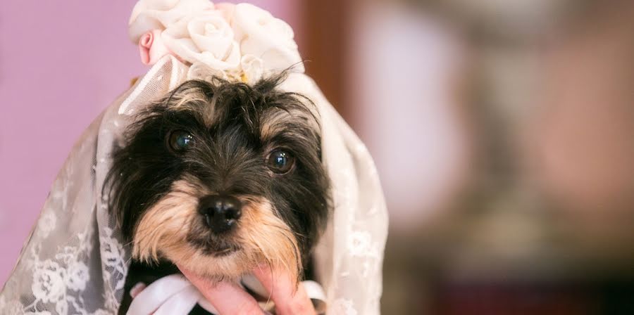 Fotografo di matrimoni Paolo Giovannini (annabellafoto). Foto del 8 aprile 2014