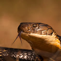 King Cobra