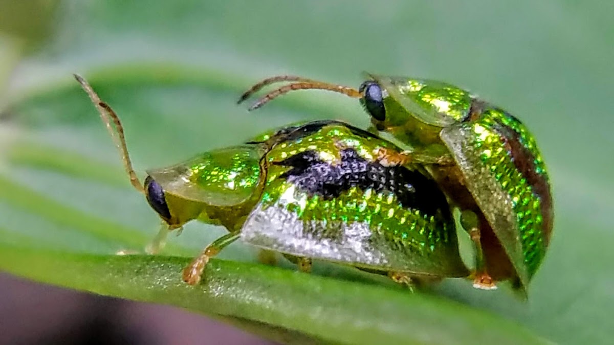 Green Tortoise Beetle