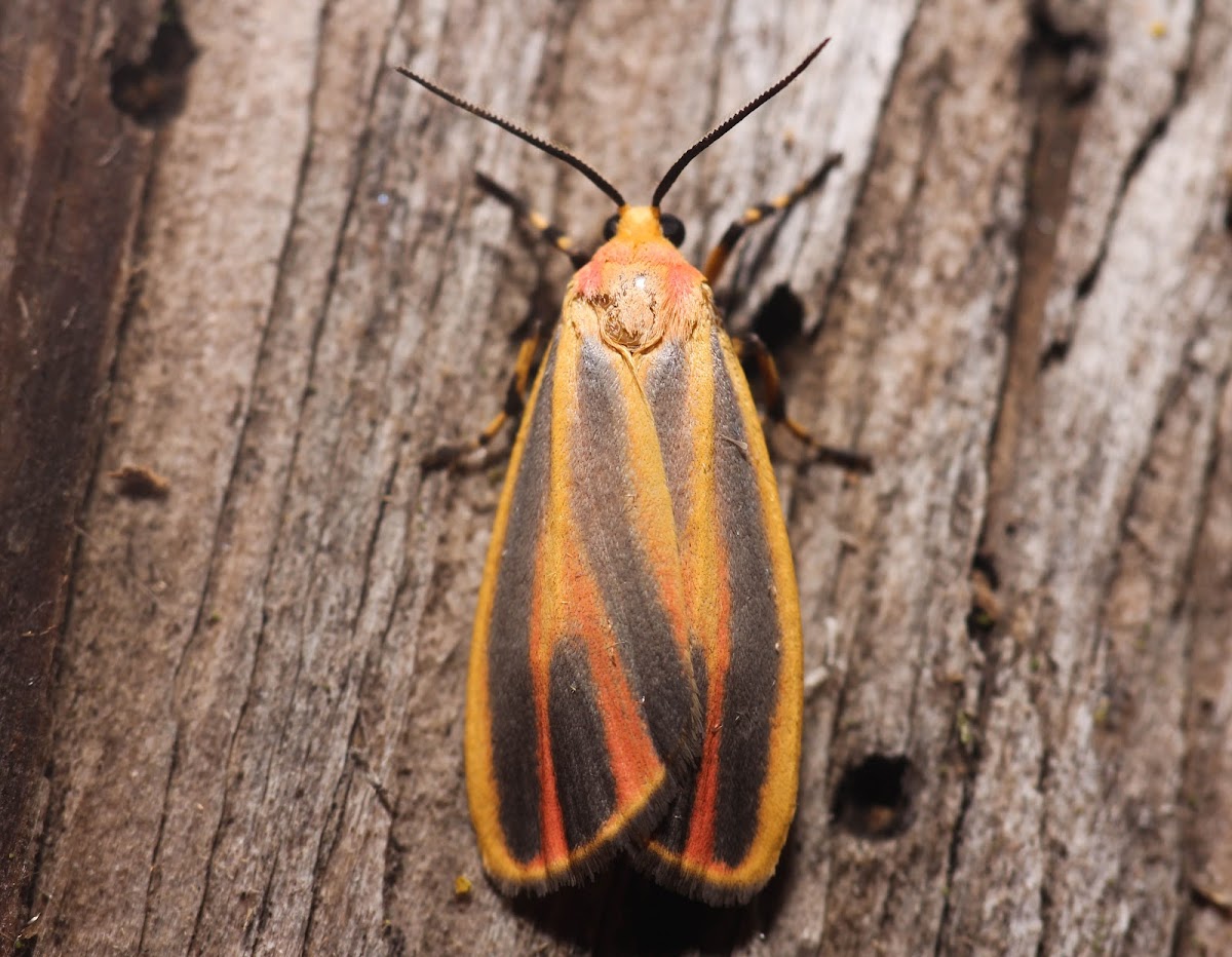 Painted Lichen Moth - 8090