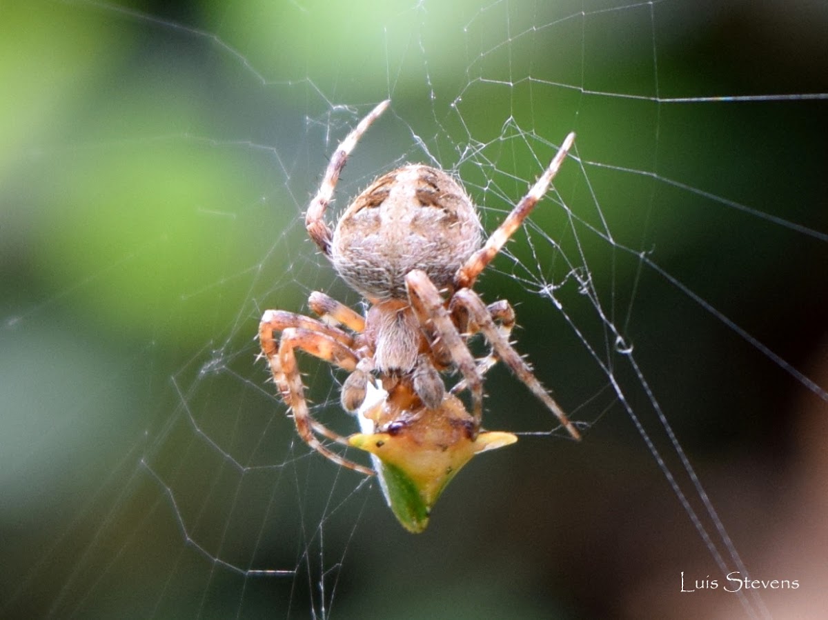 Orb-weaver spider with a Treehopper