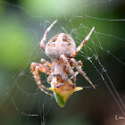 Orb-weaver spider with a Treehopper