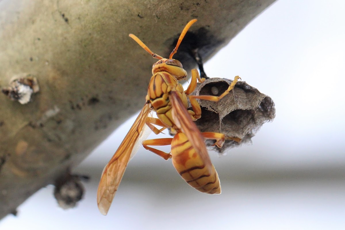 Yellow Oriental Paper Wasp