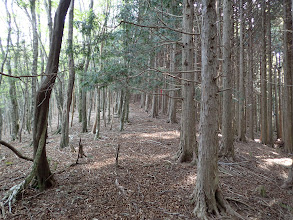 ボンジ山へ緩い上り