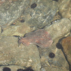 Marbled torpedo ray