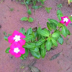 Pink flower with white center