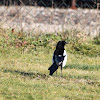 Eurasian magpie