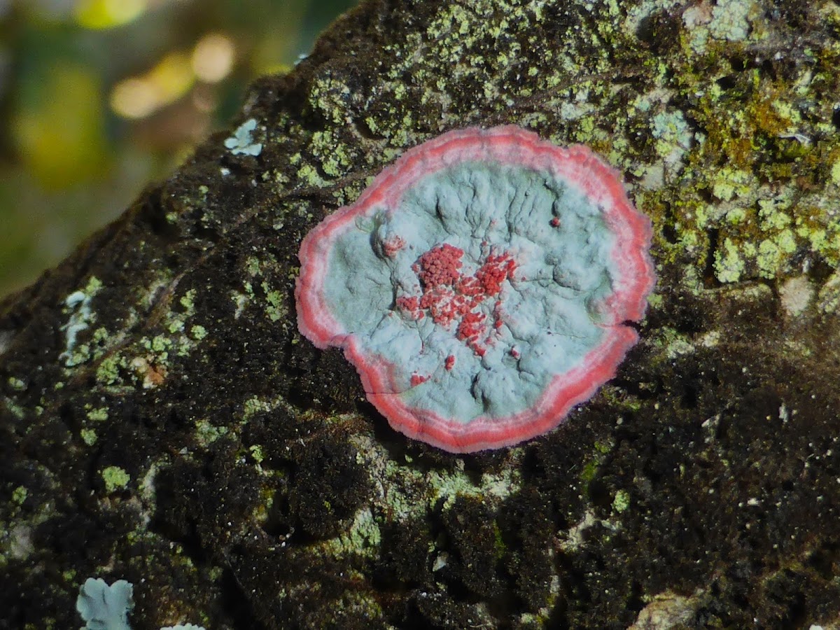 Christmas Wreath Lichen