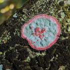 Christmas Wreath Lichen