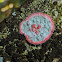 Christmas Wreath Lichen