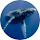 Whale Wallpaper Custom New Tab