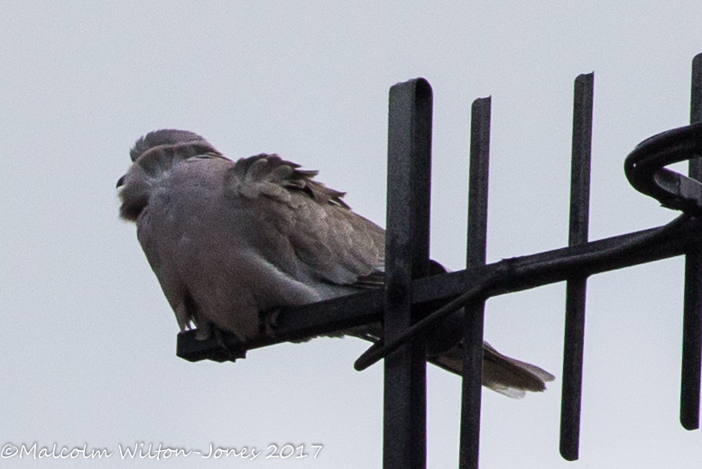 Collared Dove