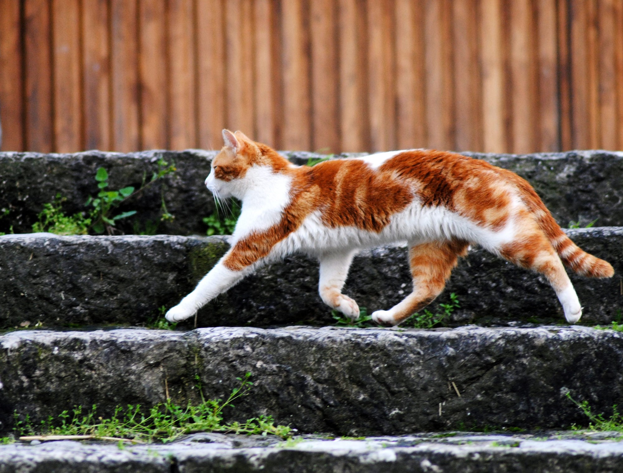 "Scale feline"  di artemisio.desiderio