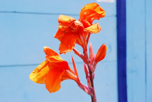 Arancio di estela