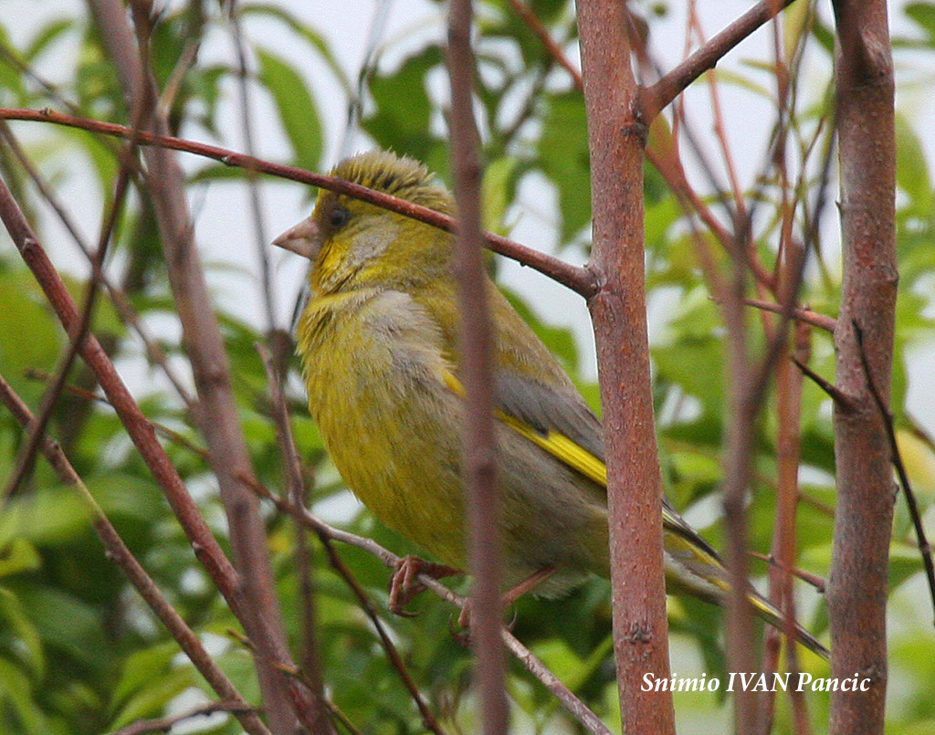 European Greenfinch