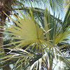 Silver Thatch Palm